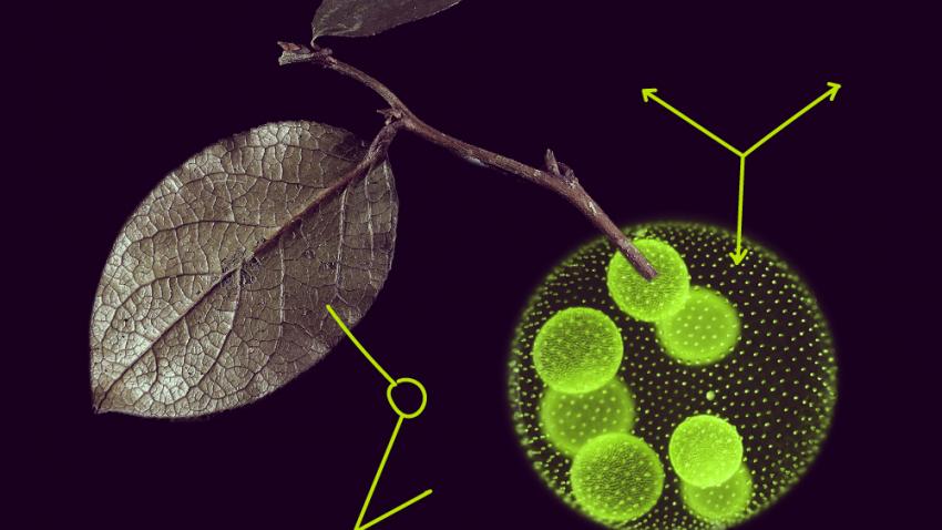 MSCA WEB homepage call annoucement